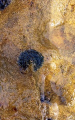 Siphonaria zelandica