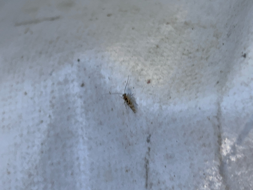 iNaturalist observation photo of Graphopsocus