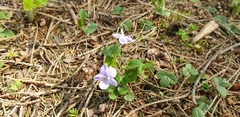 Viola canina
