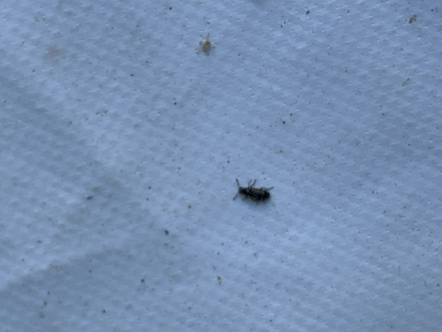 iNaturalist observation photo of Beetles