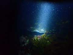Bathytoshia brevicaudata