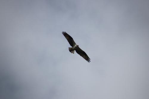 iNaturalist: (c) Isis Khalil, some rights reserved (CC BY-NC), uploaded by Isis Khalil iNaturalist image