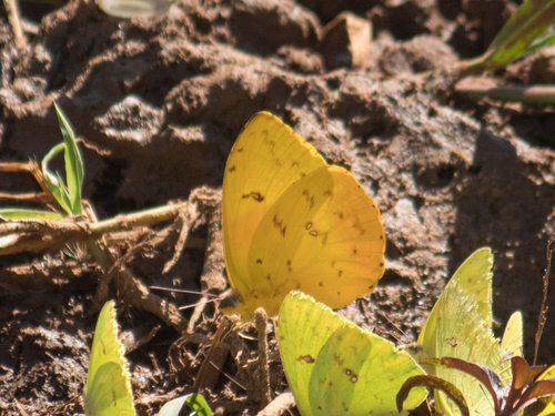 Orange-barred Sulphur