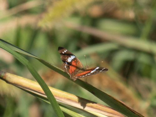 Red Peacock