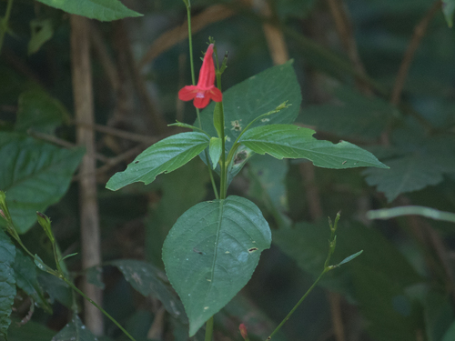 Tropical Wild Petunia
