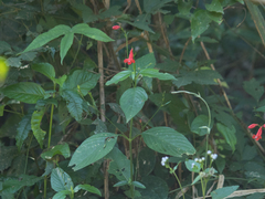 Ruellia brevifolia, photograph (c) João Vitor Oliveira de Souza, some rights reserved (CC BY)