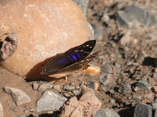 Agathina Emperor