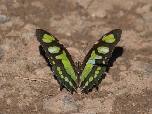 Malachite