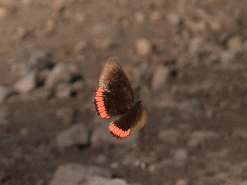 Southern Red Rim
