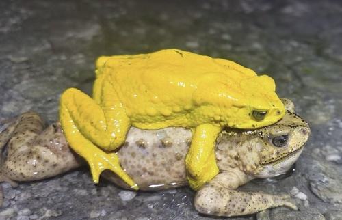 Stuart's Toad