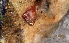 Isanemonia australis