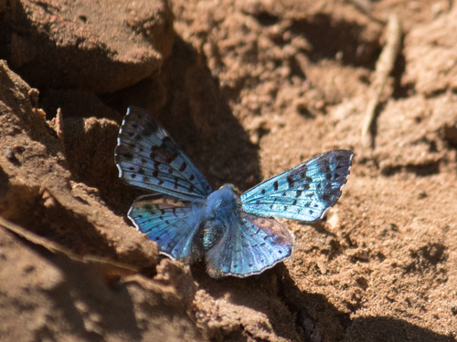 black-patch bluemark