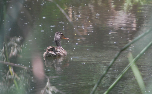 iNaturalist image