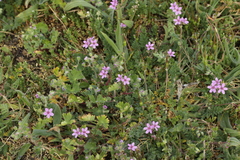 Erodium cicutarium
