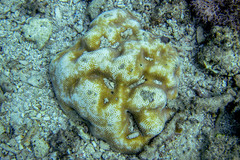 Leptoria phrygia