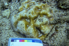 Leptoria phrygia