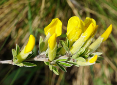 Chamaecytisus ratisbonensis