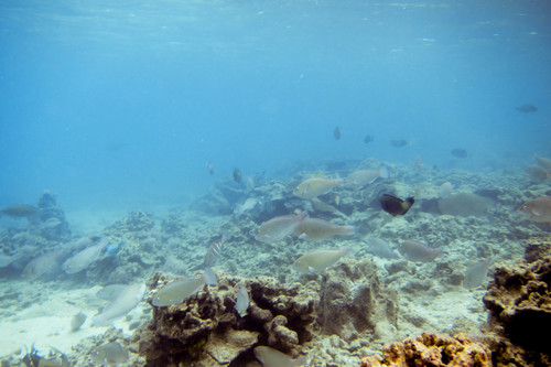 Scarus rivulatus