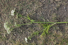 Anthriscus sylvestris