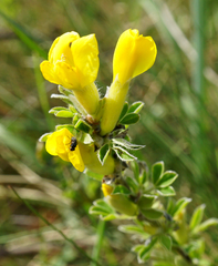 Chamaecytisus ratisbonensis