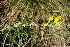 Chamaecytisus ratisbonensis