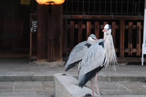iNaturalist image