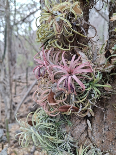 Airplants (Tillandsia spp)
