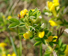 Chamaecytisus ratisbonensis