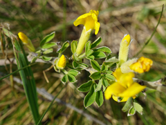 Chamaecytisus ratisbonensis