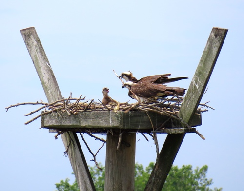 iNaturalist image