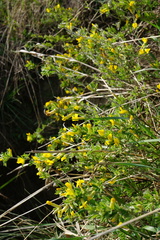 Chamaecytisus ratisbonensis