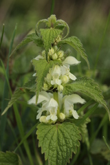 Lamium album