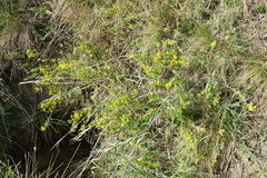 Chamaecytisus ratisbonensis