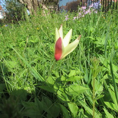 Tulipa clusiana