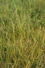 Poaceae