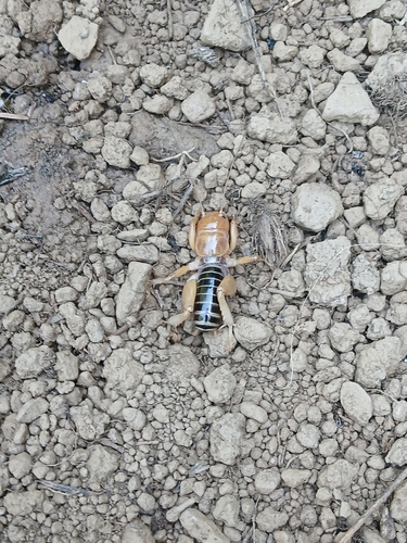 iNaturalist observation photo of North American Jerusalem Crickets