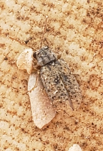 Monoxia