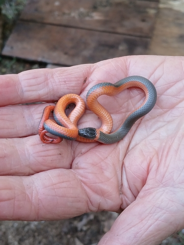 iNaturalist observation photo of Ring-necked Snake