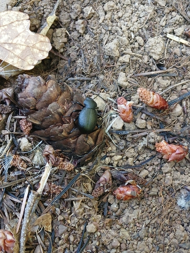 iNaturalist observation photo of Darkling Beetles