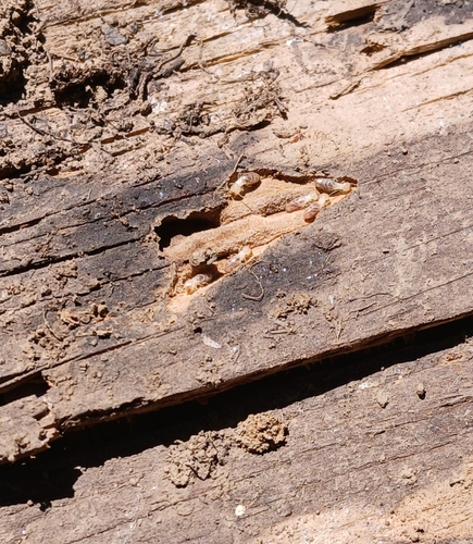 iNaturalist observation photo of Termites