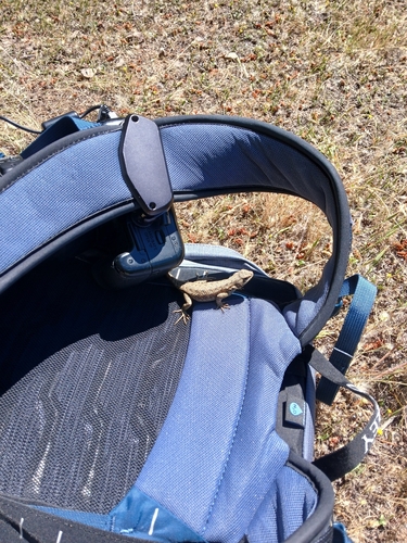 iNaturalist observation photo of Western Fence Lizard