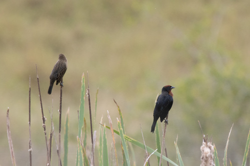 Chestnut-capped Blackbird