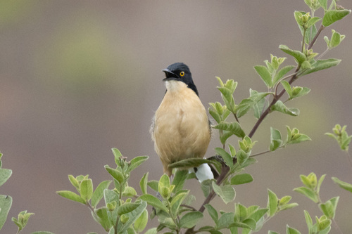 Black-capped Donacobius