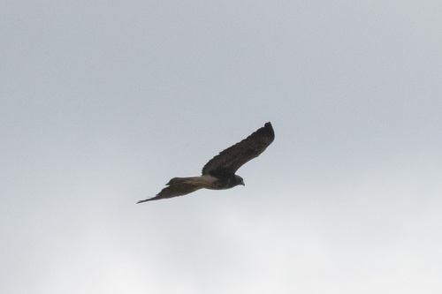 White-tailed Hawk