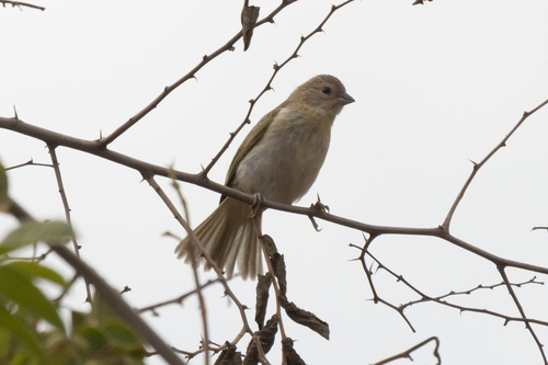 Saffron Finch