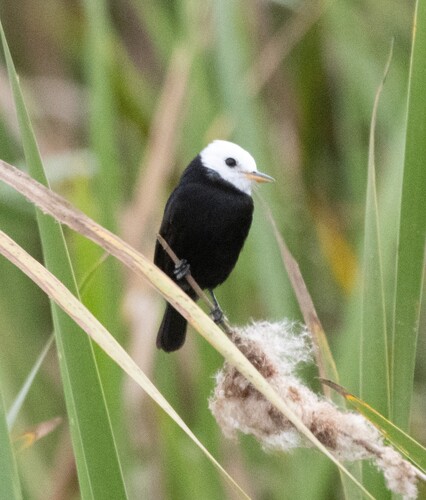 White-headed Marsh Tyrant