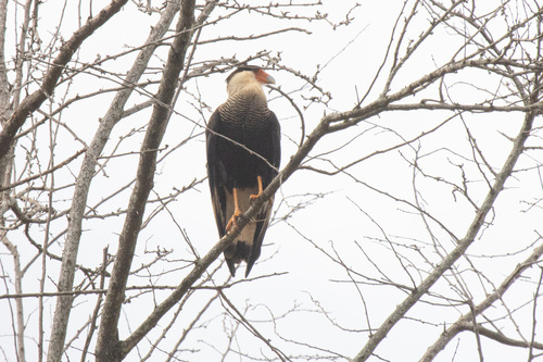 Crested Caracara
