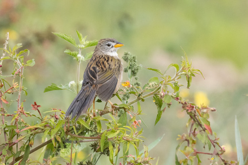 Wedge-tailed Grass-Finch