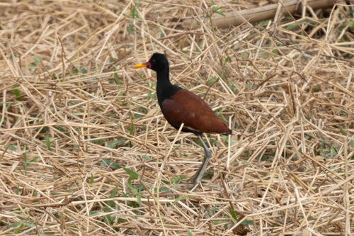 Wattled Jacana