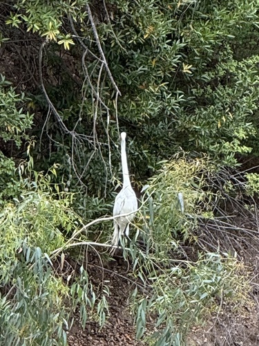 iNaturalist image